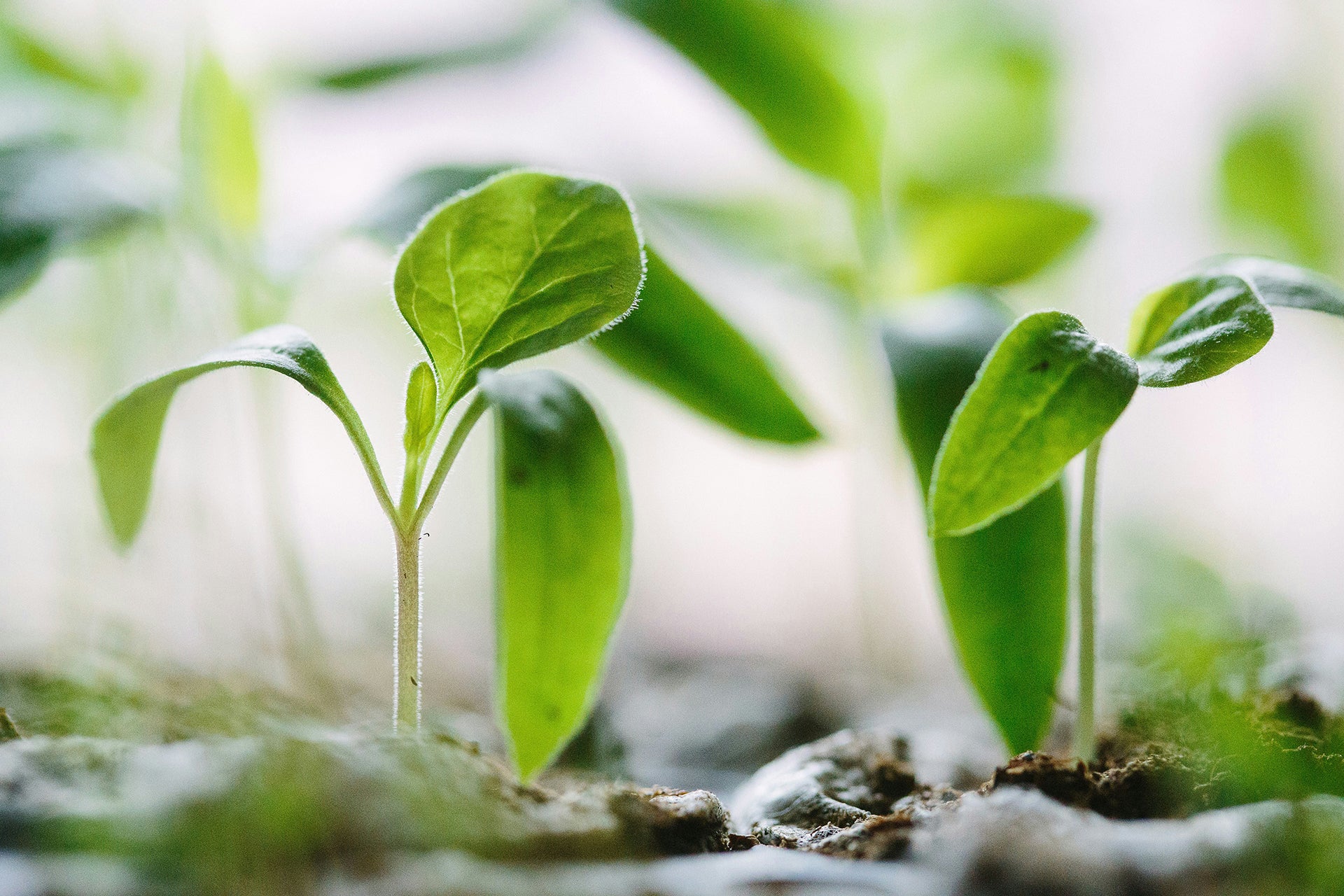 Start Seeding Indoors with Ease: Harness the Power of LED Grow Lights from GT-Lite!