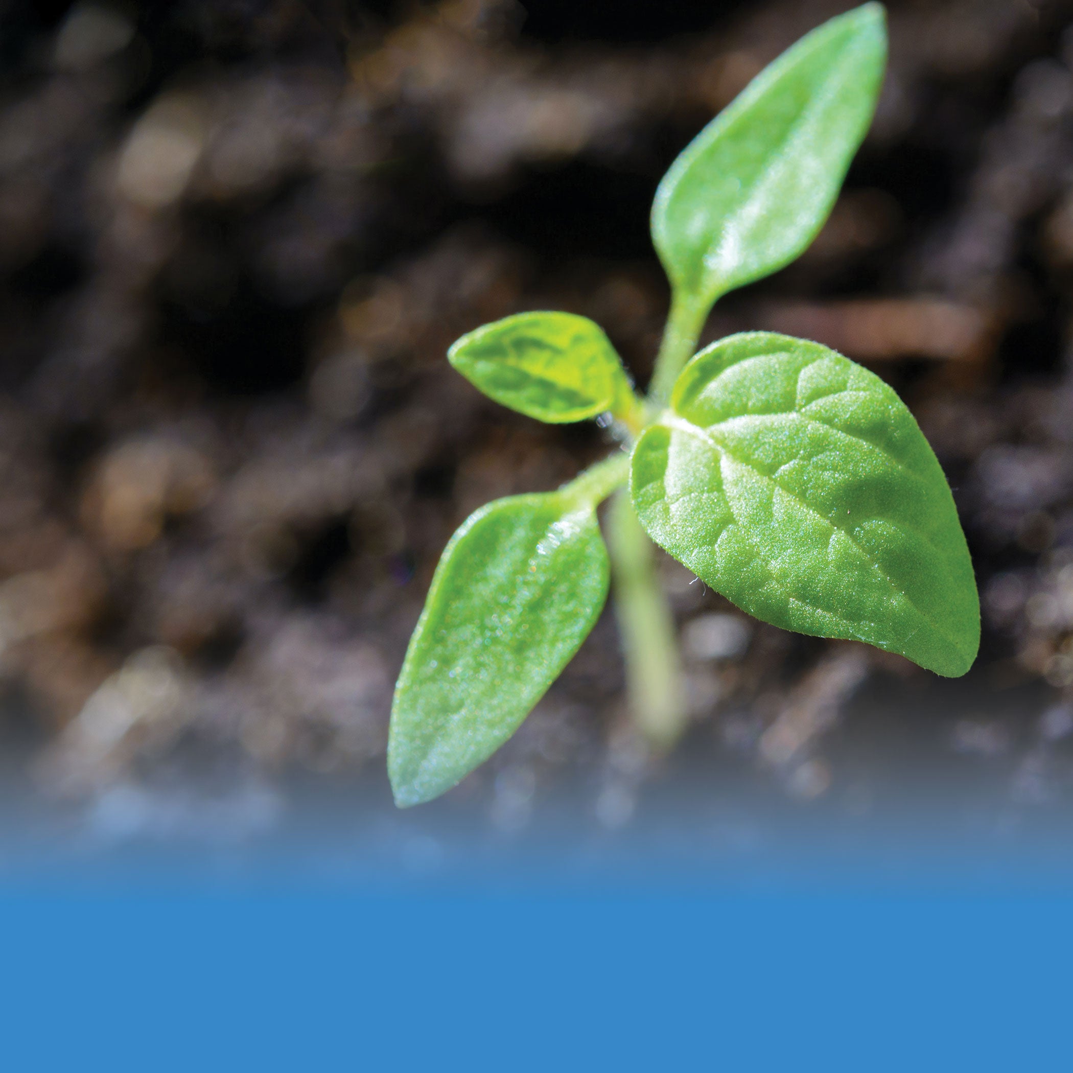Blue light supports vegetative growth