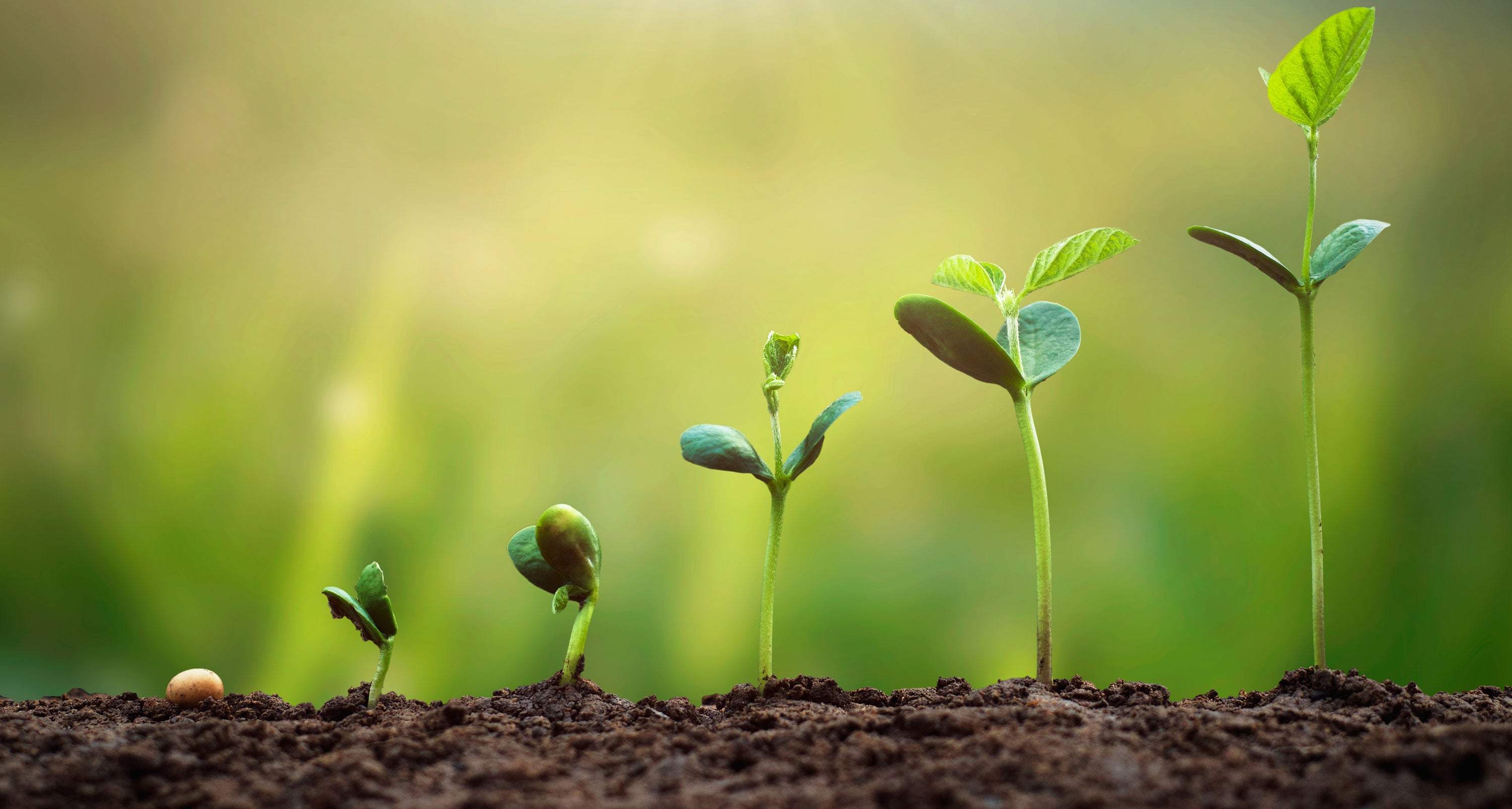 Perfect for All Growth Stages