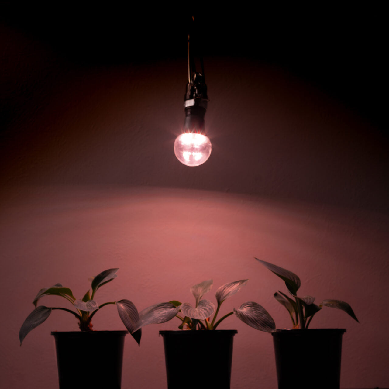 52.54 PPF 40-Watt LED Grow Light Bulb, Full Spectrum, E26