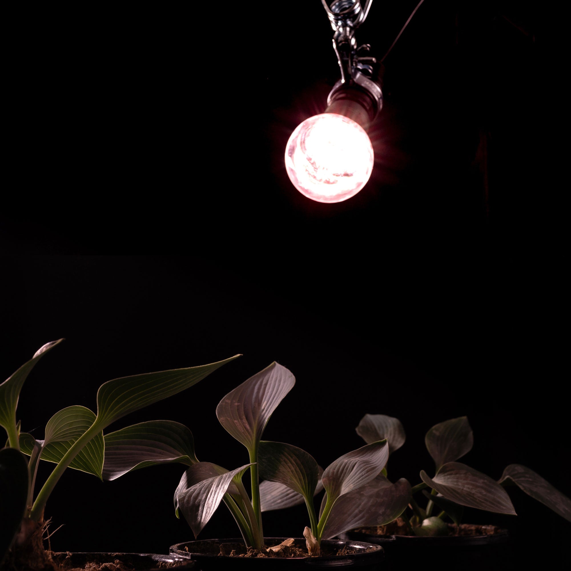 13.09 PPF 9-Watt LED Grow Light Bulb, Full Spectrum, E26