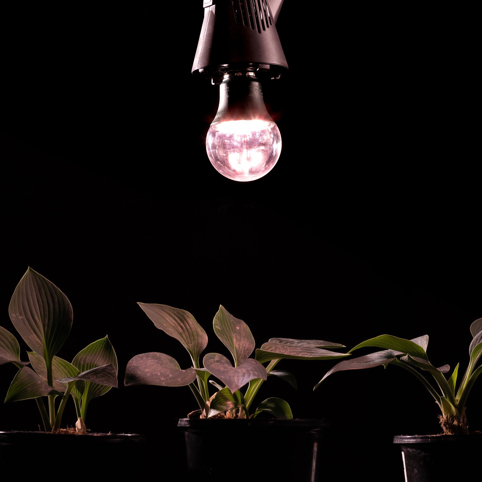 13.09 PPF 9-Watt LED Grow Light Bulb, Full Spectrum, E26