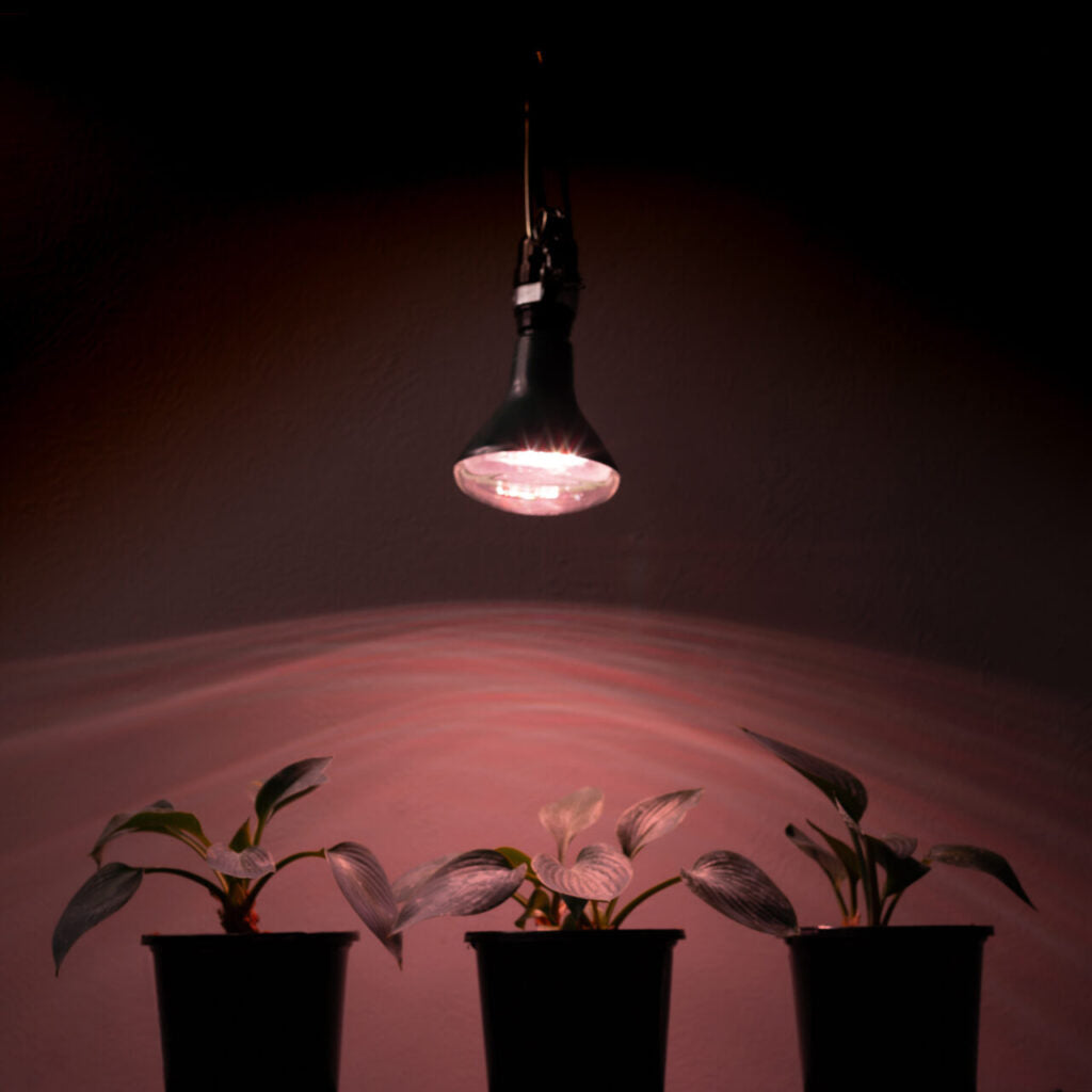 12.85 PPF 9-Watt LED Grow Light Bulb, Full Spectrum, E26