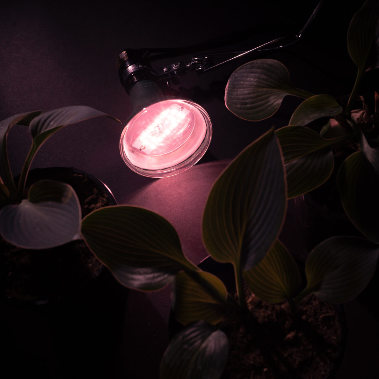 12.85 PPF 9-Watt LED Grow Light Bulb, Full Spectrum, E26