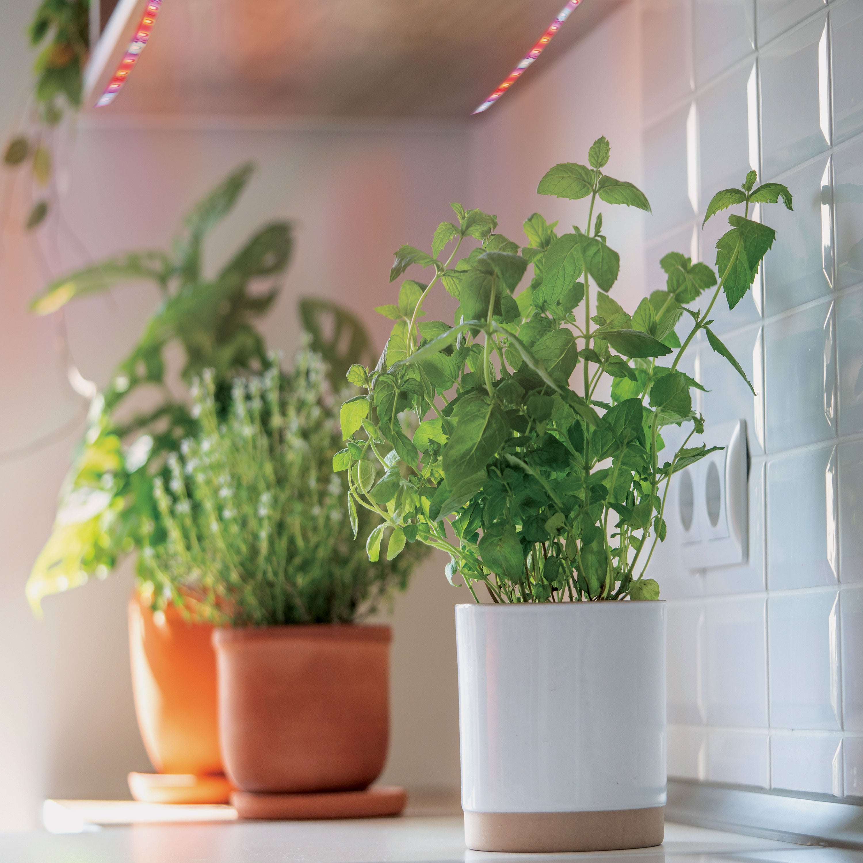 12 ft. LED Grow Tape Light, 8.8PPF, 340Lumen, 12W