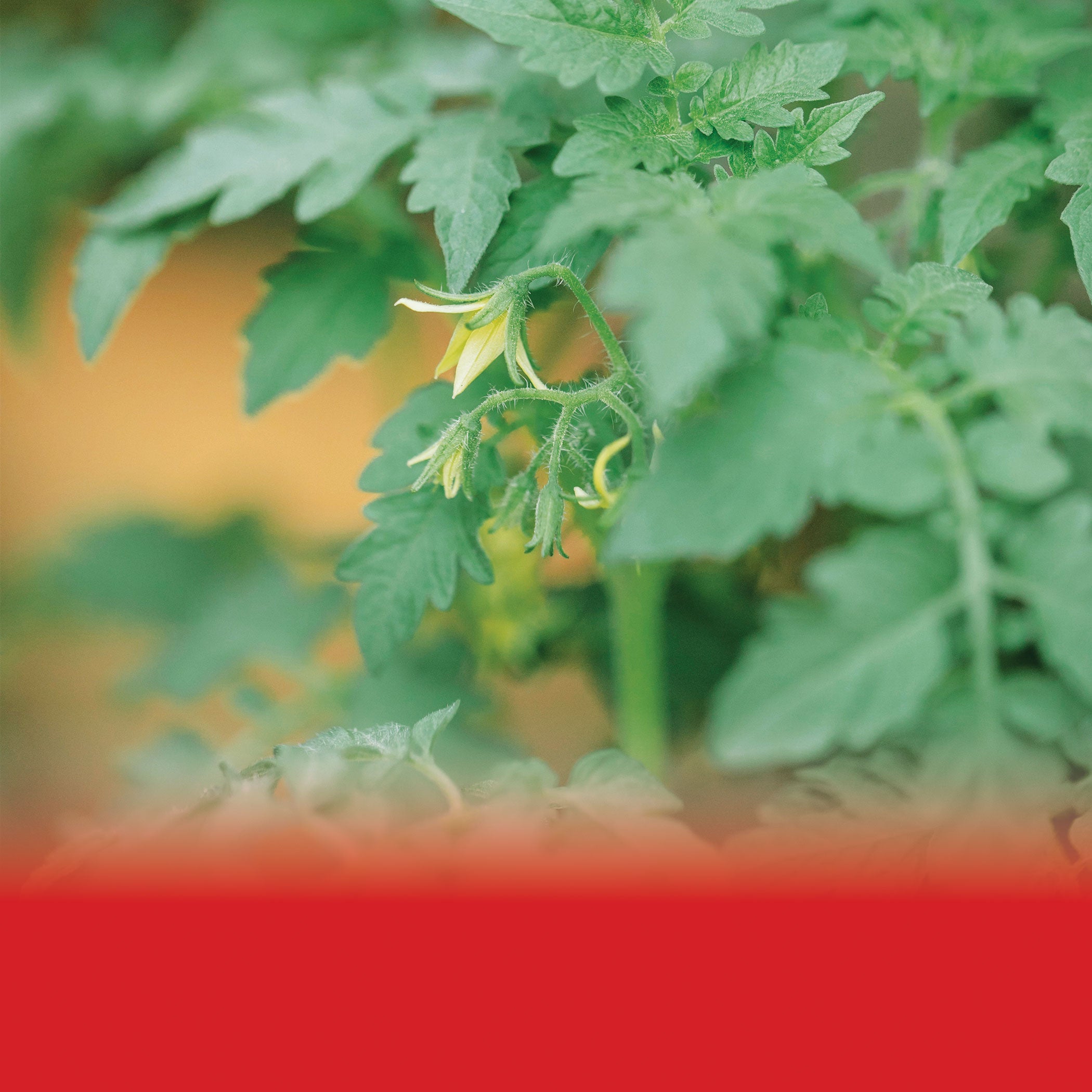 Red light supports flowering