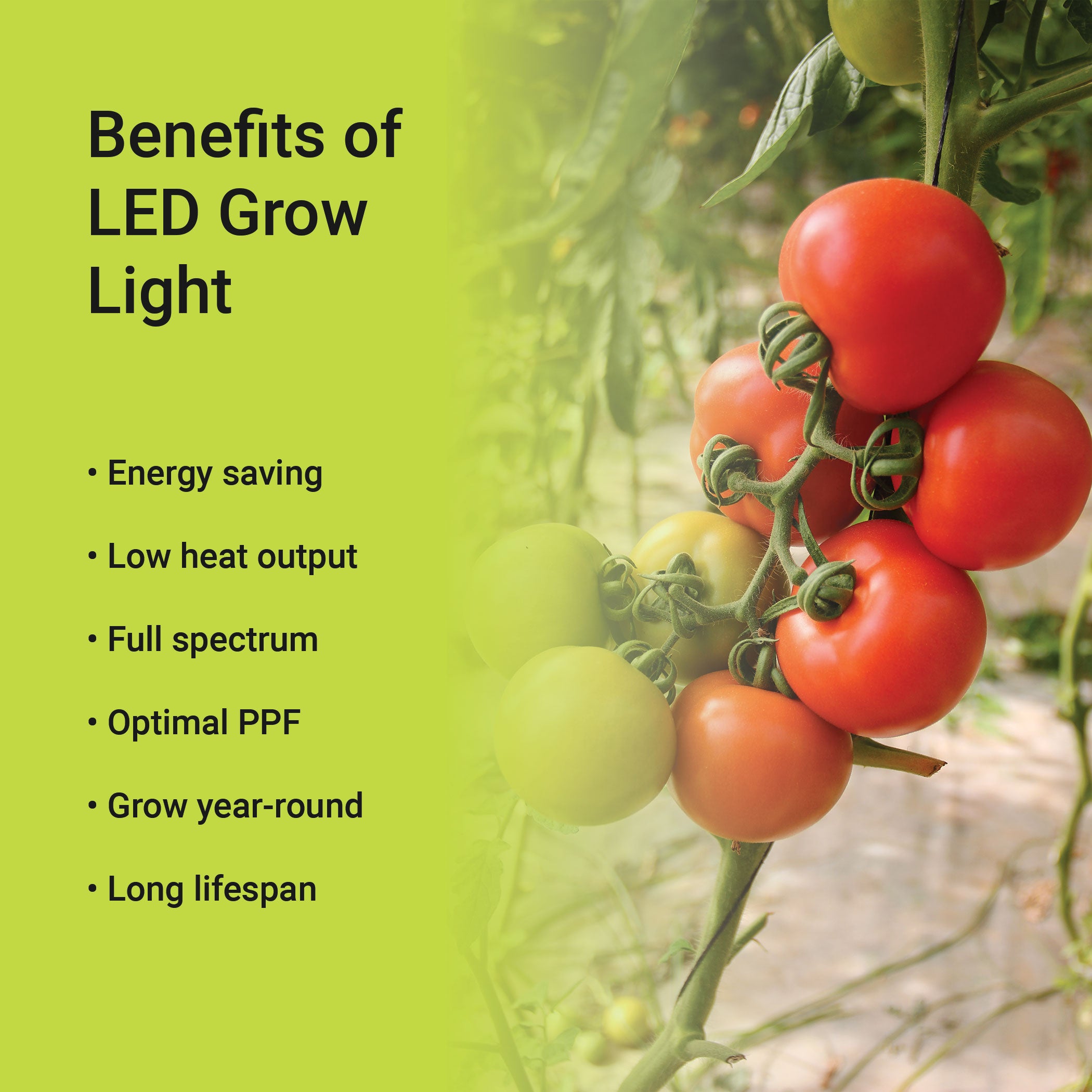LED Grow Light Bulb