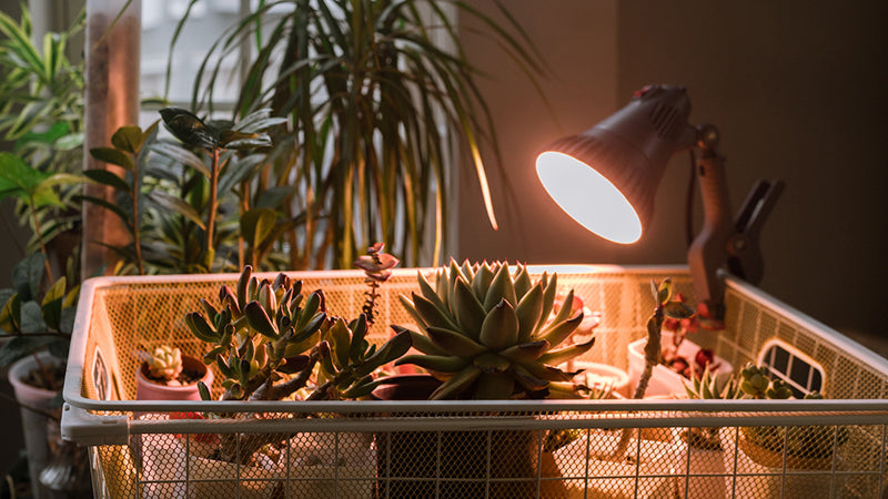 Right Plant. Right Space. Right Grow Light.