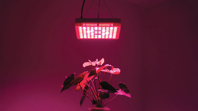 Grow Lights 101 – What to Look for in Your Grow Light