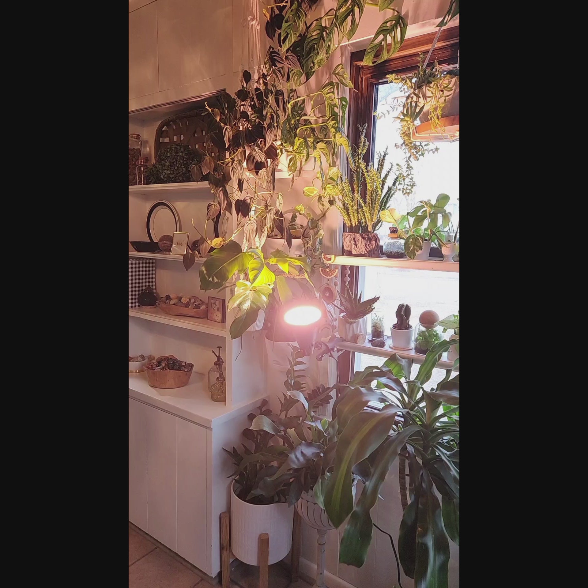 LED Grow Light 17.29 PPF 13W with 6ft cord and clamp E26 - Full